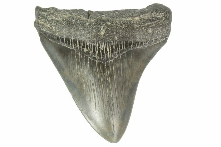 Fossil Megalodon Tooth - South Carolina #170342
